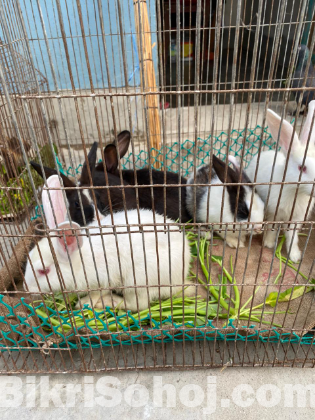 neugiland bred khorgos